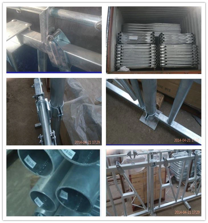 Beef Cattle Head Lock