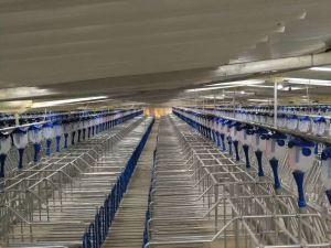 Hot galved Pig Gestation Cates